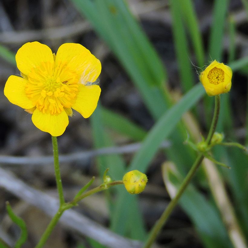 Ranunculus flammula - Lesser Spearwort (Flowering)