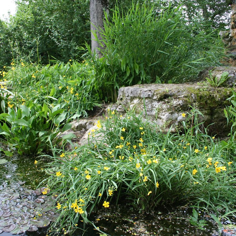 Ranunculus flammula - Lesser Spearwort (Plant habit)