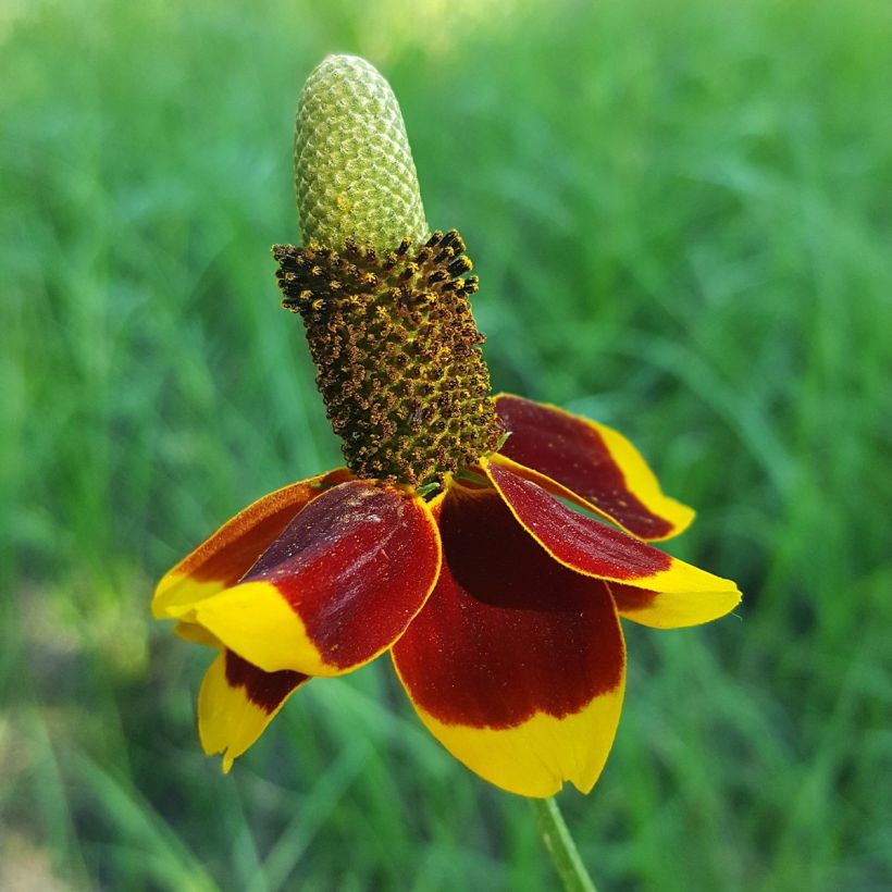 Ratibida columnifera - Mexican Hat (Flowering)