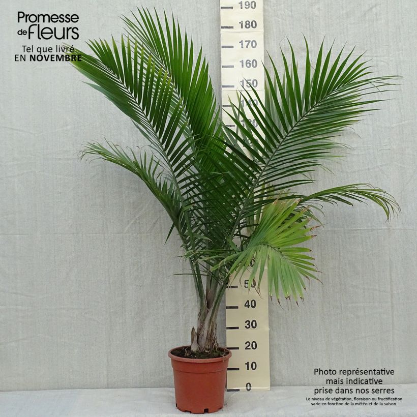 Ravenea rivularis - Majestic Palm sample as delivered in autumn
