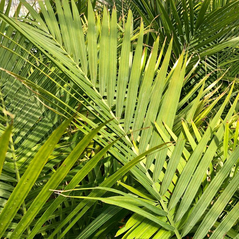 Ravenea rivularis - Majestic Palm (Foliage)
