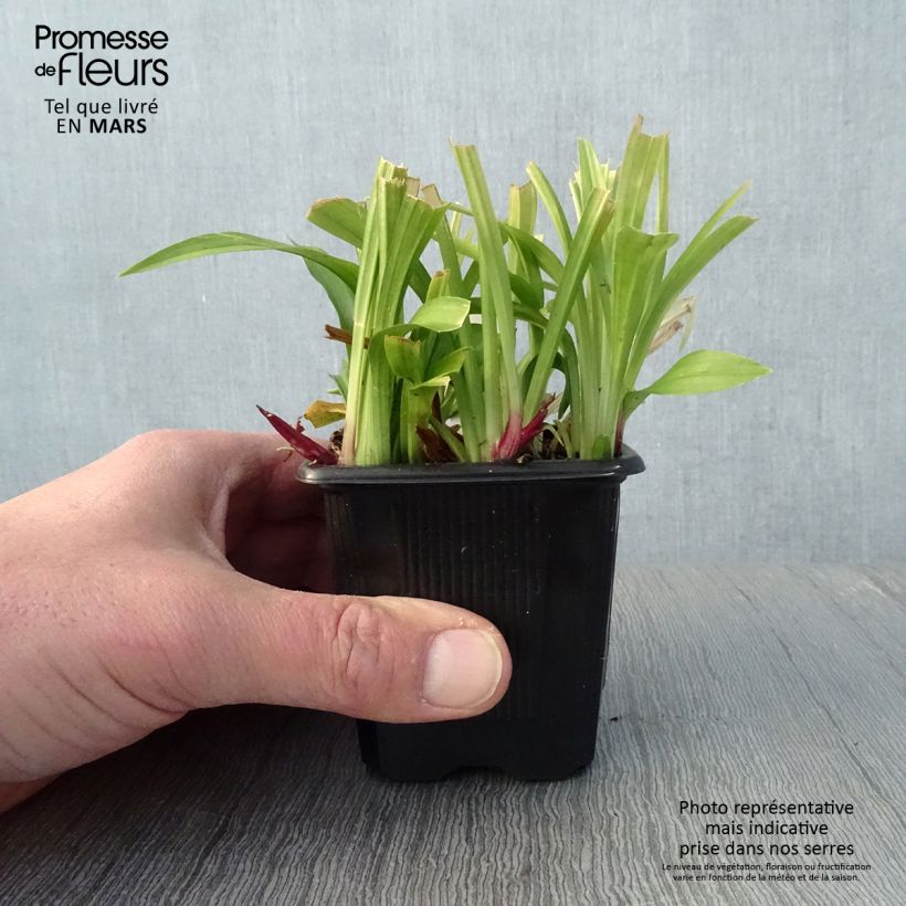 Reineckea carnea - Chinese Lucky Grass sample as delivered in spring