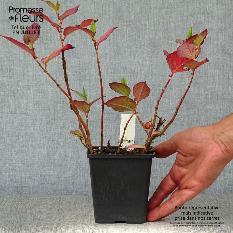 Persicaria Indian Summer - Knotweed 8/9 cm pot sample as delivered in summer