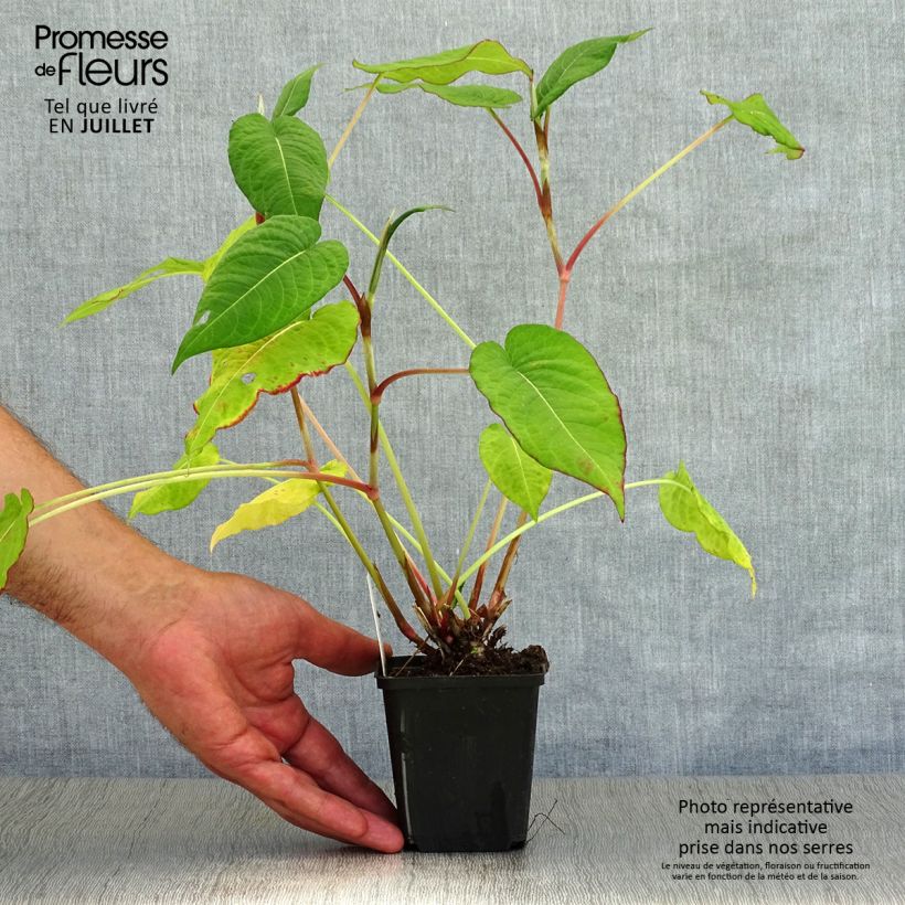 Persicaria amplexicaulis Fat Domino - Mountain Fleece 8/9 cm pot sample as delivered in summer