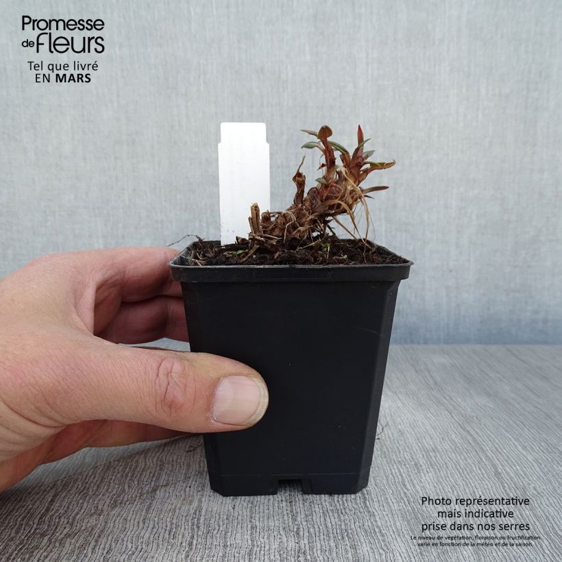 Persicaria amplexicaulis Orange Field - Mountain Fleece 7/8 cm pot sample as delivered in spring