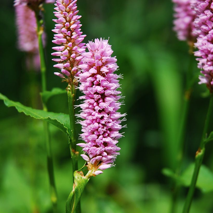 Persicaria bistorta Superba - Bistort (Flowering)