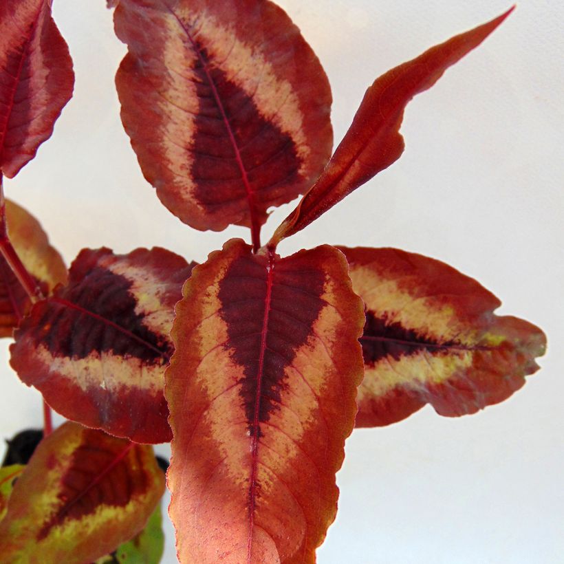 Persicaria microcephala Red Dragon - Knotweed (Foliage)