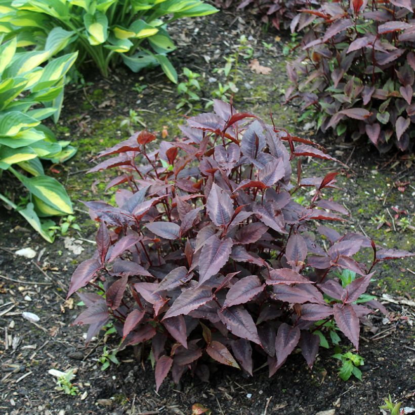 Persicaria microcephala Red Dragon - Knotweed (Plant habit)