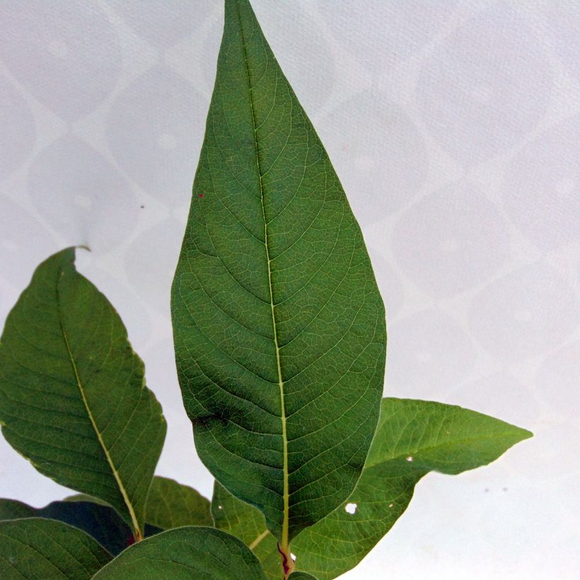 Persicaria polymorpha - Knotweed (Foliage)
