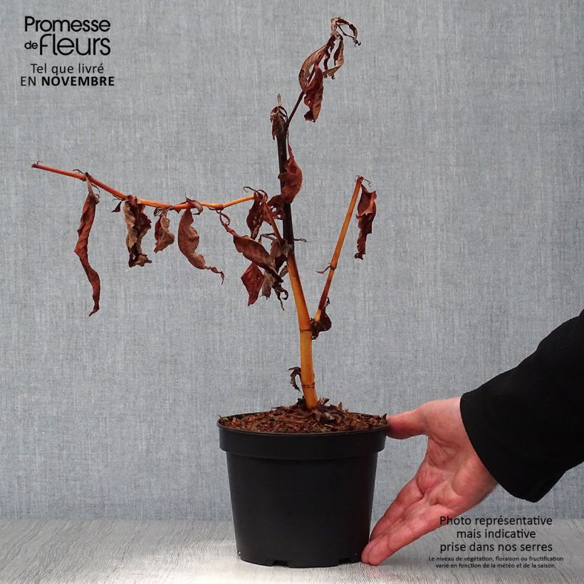 Renouée - Persicaria polymorpha en pot de 2L/3L sample as delivered in autumn