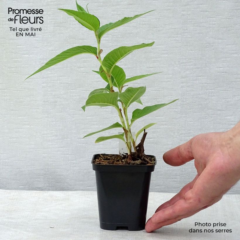 Persicaria polymorpha - Knotweed sample as delivered in spring