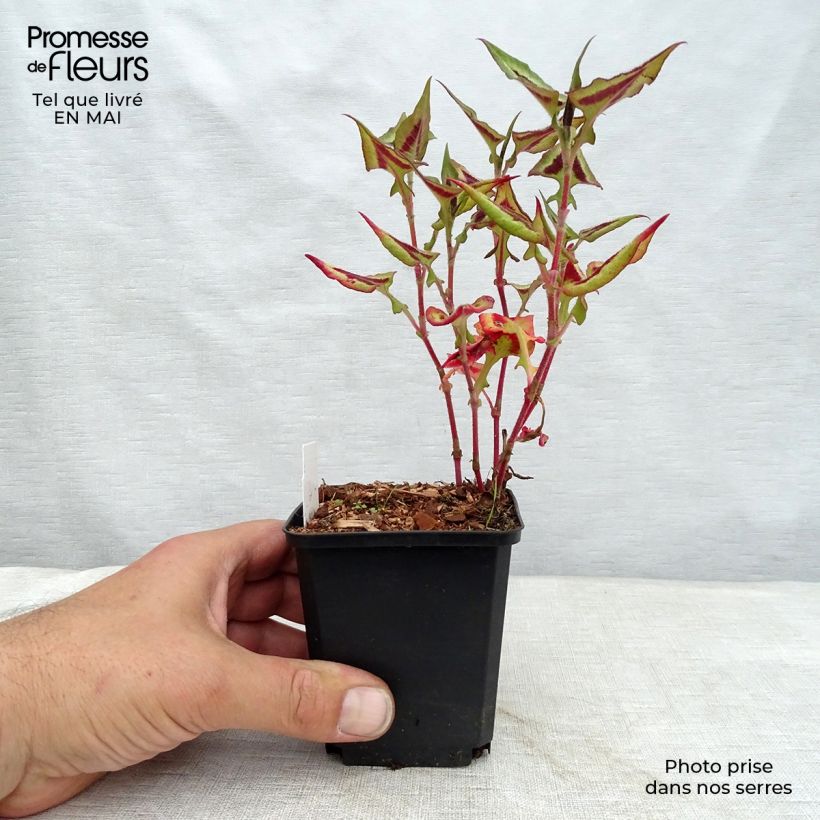 Persicaria runcinata Purple Fantasy - Knotweed sample as delivered in spring
