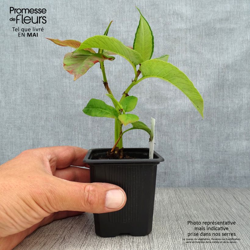 Persicaria weyrichii - Knotweed sample as delivered in spring