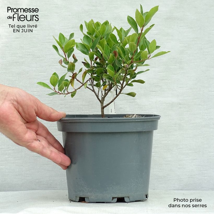 Rhamnus alaternus - Alaterne Pot de 2L/3L sample as delivered in summer
