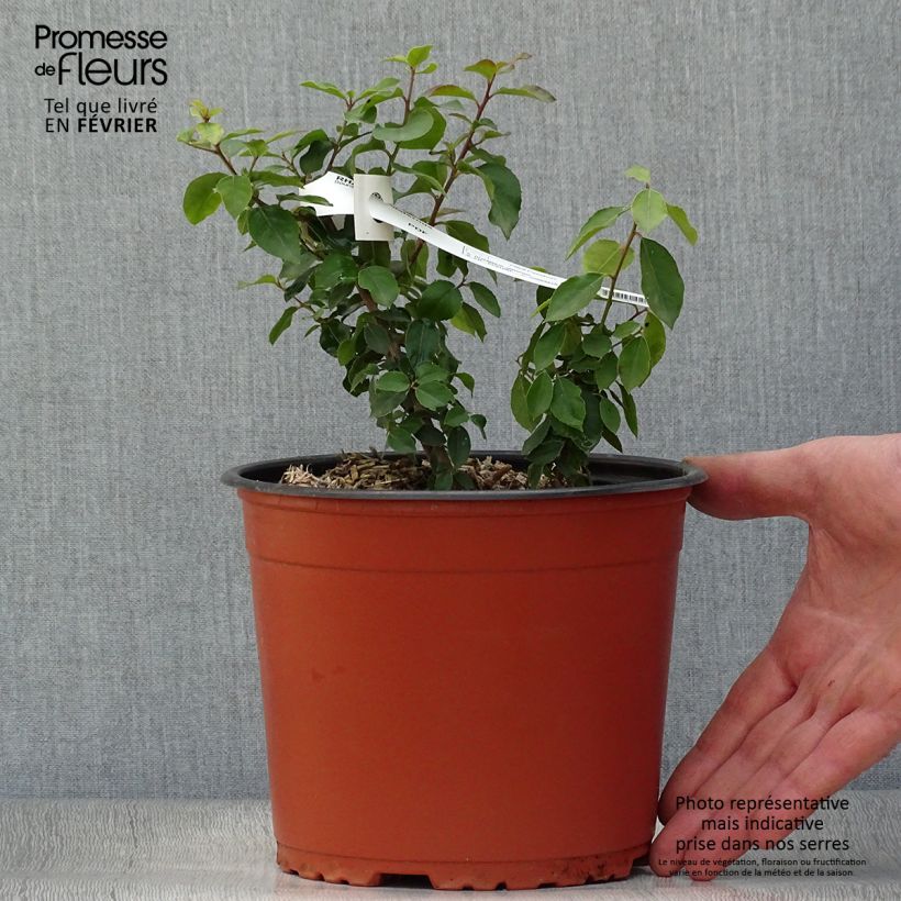 Rhamnus alaternus - Alaterne Pot de 2L/3L sample as delivered in winter