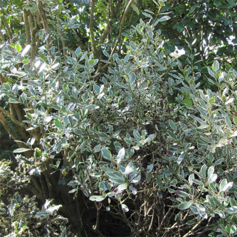 Rhamnus alaternus Argenteovariegata - Italian Buckthorn (Foliage)