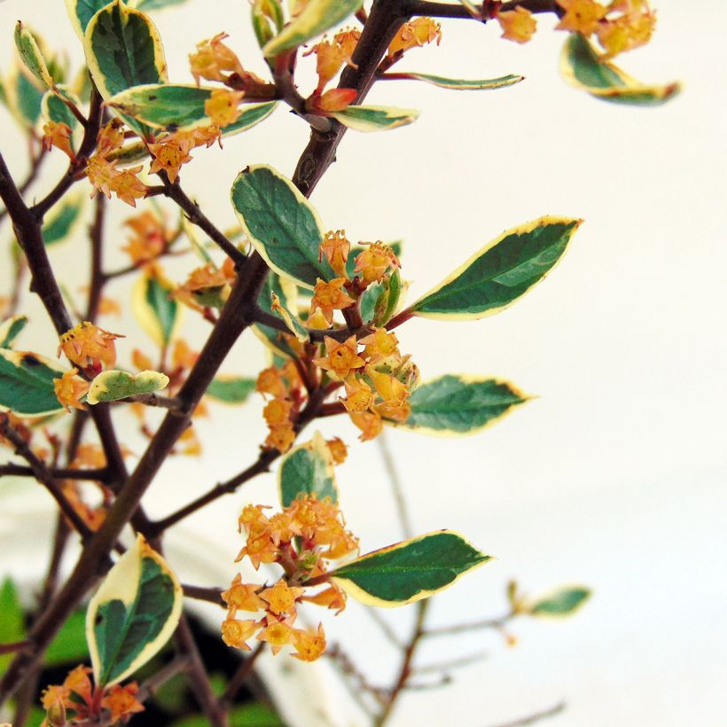 Rhamnus alaternus Argenteovariegata - Italian Buckthorn (Flowering)
