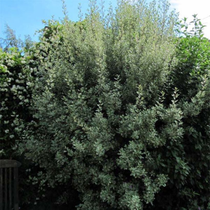 Rhamnus alaternus Argenteovariegata - Italian Buckthorn (Plant habit)