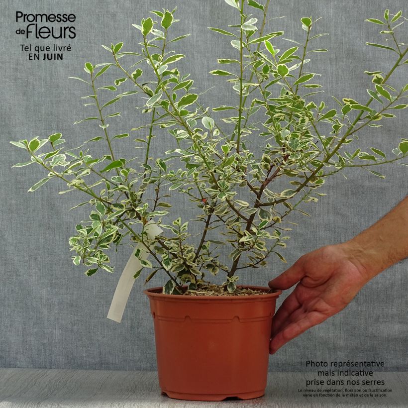 Rhamnus alaternus Argenteovariegata - Italian Buckthorn 2L/3L pot sample as delivered in summer