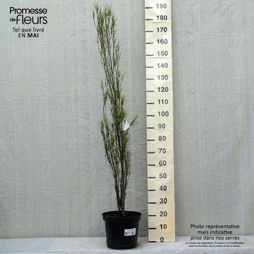 Rhamnus frangula Fine Line - Alder Buckthorn sample as delivered in spring
