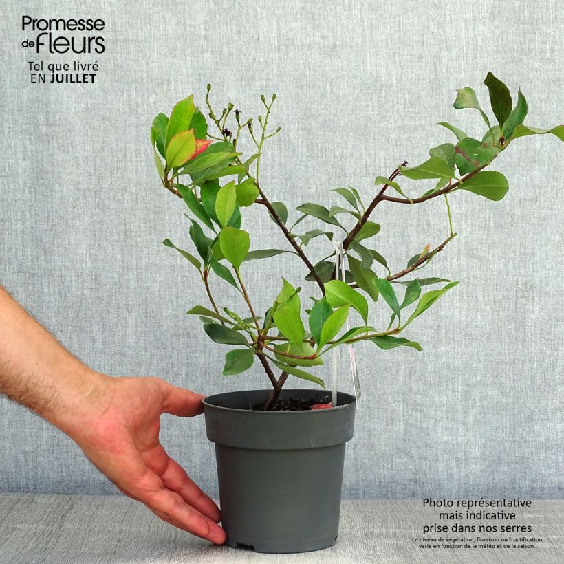 Rhaphiolepis indica Pink Cloud 1.5L/2L pot sample as delivered in summer