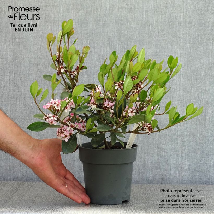 Rhaphiolepis indica Pink Cloud 1.5L/2L potShipped height around 30/40cm sample as delivered in spring
