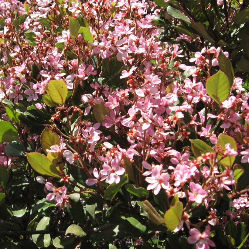 Rhaphiolepis indica Springtime (Flowering)