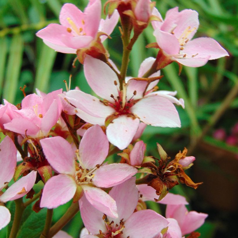 Rhaphiolepis indica Springtime (Flowering)
