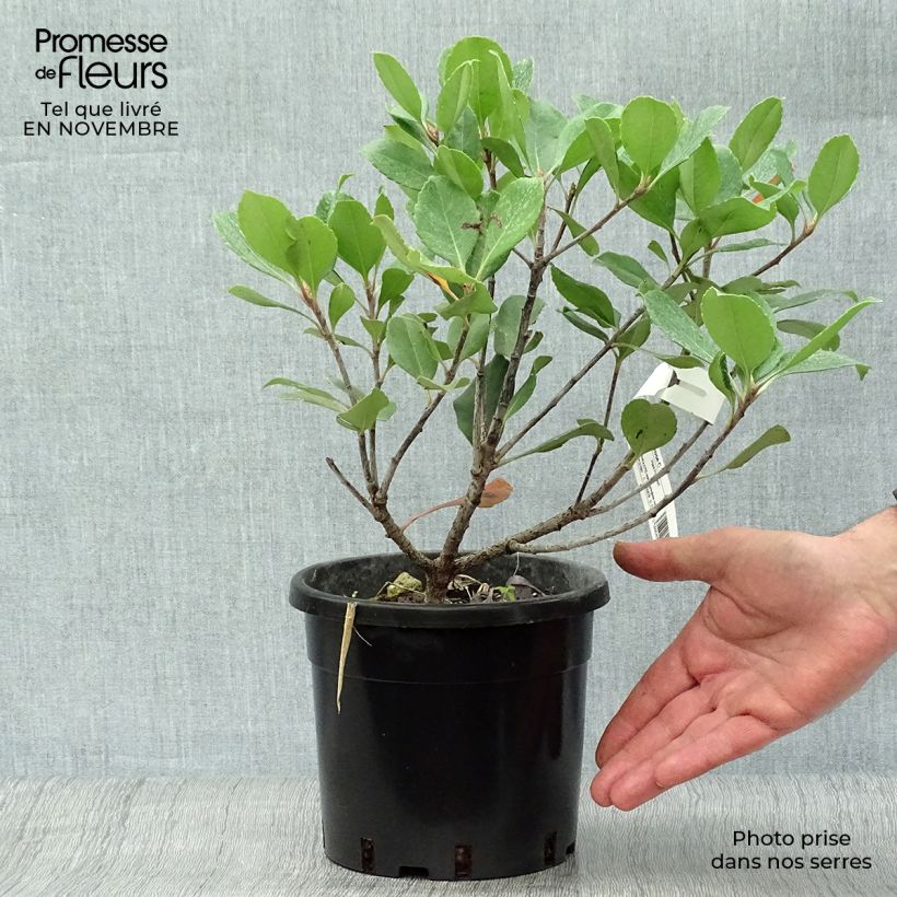 Rhaphiolepis indica Springtime 3L/4L pot sample as delivered in autumn