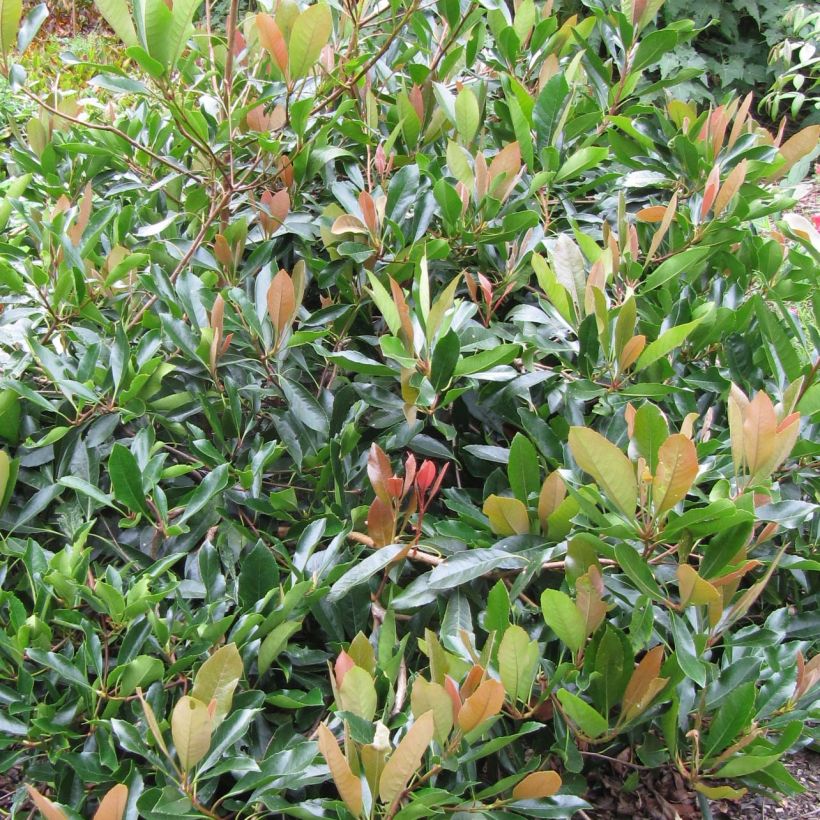 Rhaphiolepis umbellata f. ovata (Foliage)