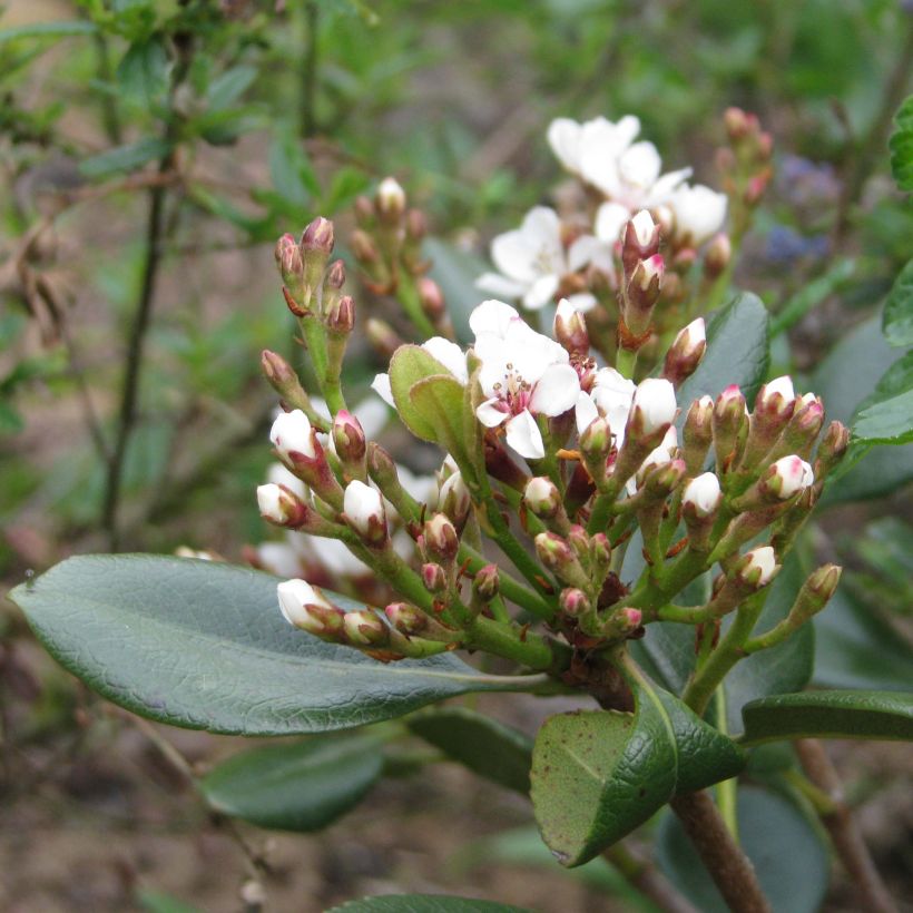 Rhaphiolepis umbellata f. ovata (Flowering)