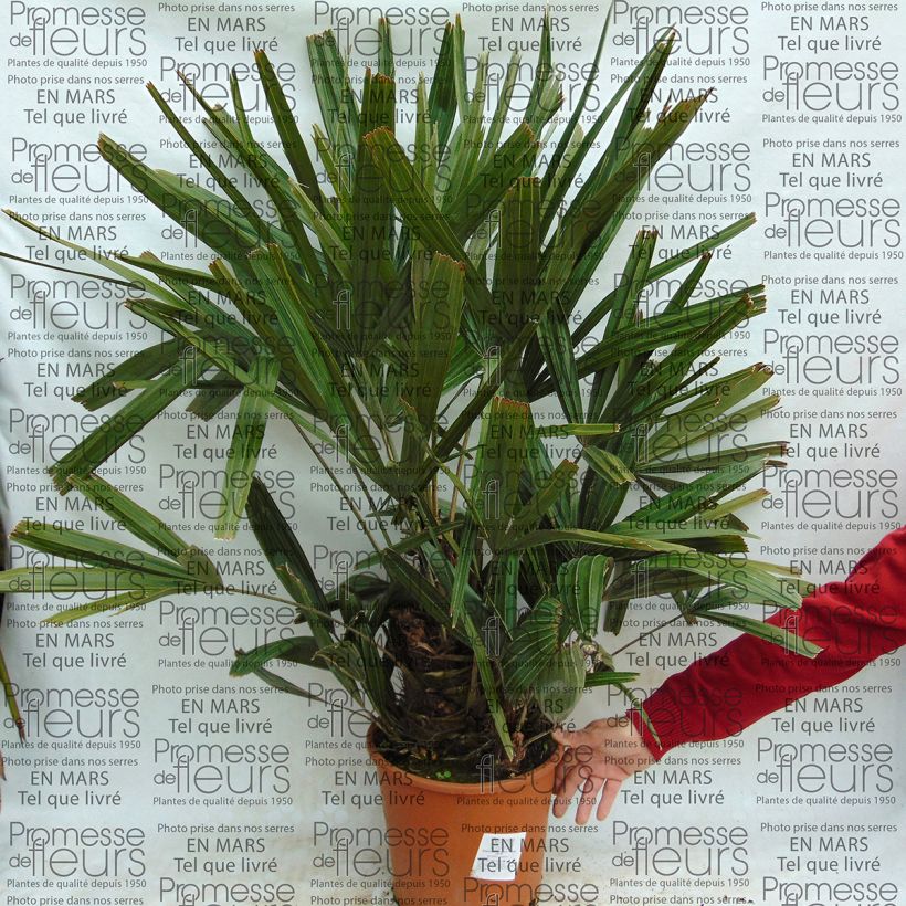 Example of Rhapidophyllum hystrix - Needle Palm specimen as delivered