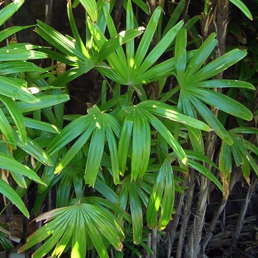 Rhapis excelsa - Broadleaf Lady Palm (Foliage)