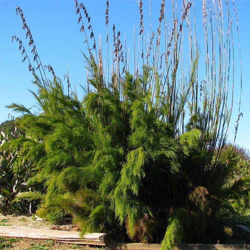 Rhodocoma gigantea - Restio (Plant habit)
