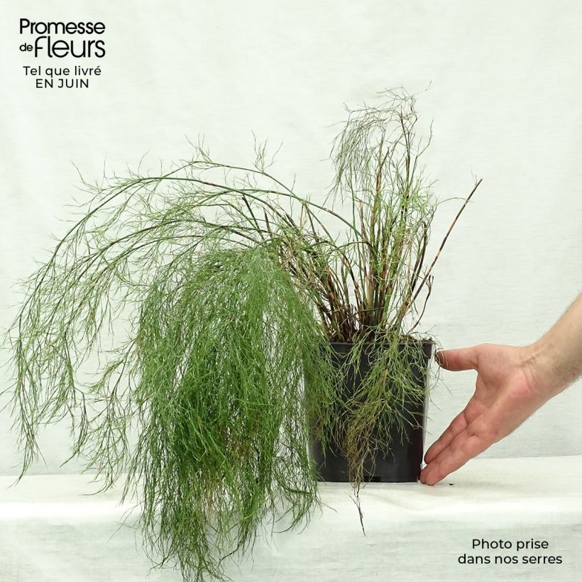 Rhodocoma gigantea - Restio géant Pot de 2L/3L sample as delivered in summer
