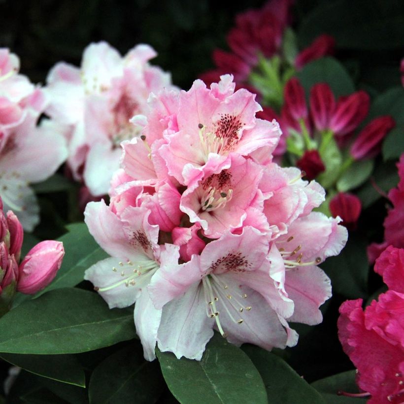 Rhododendron Albert Schweitzer (Flowering)