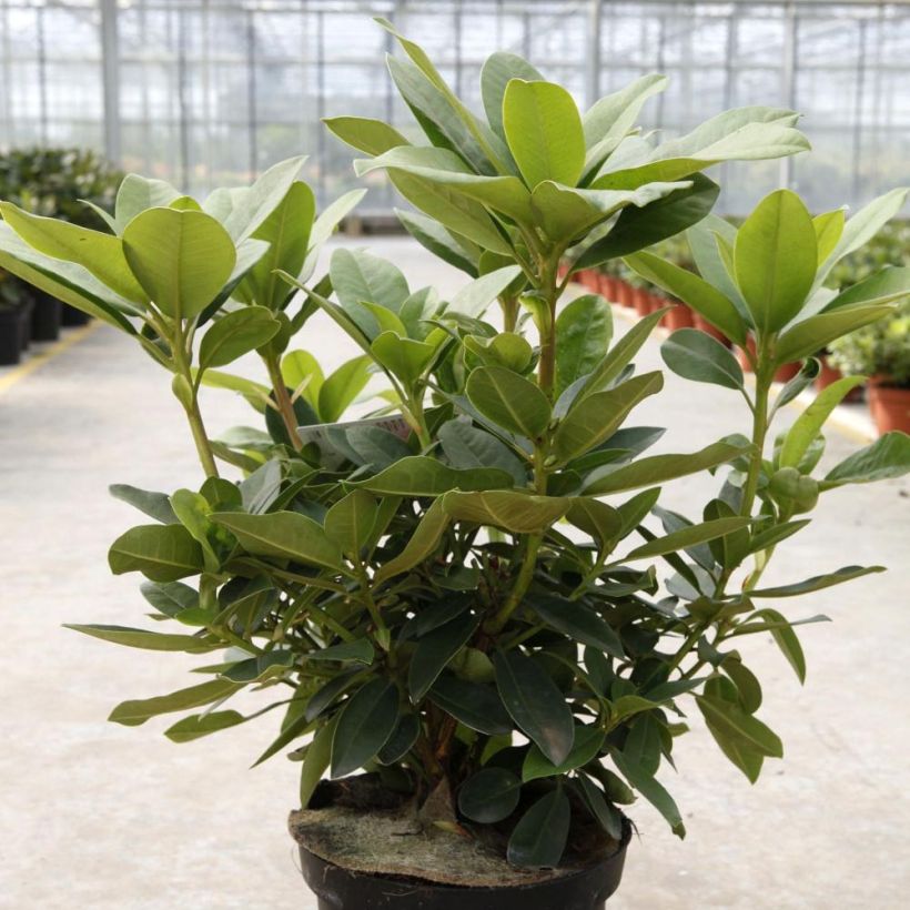 Rhododendron Albert Schweitzer (Plant habit)