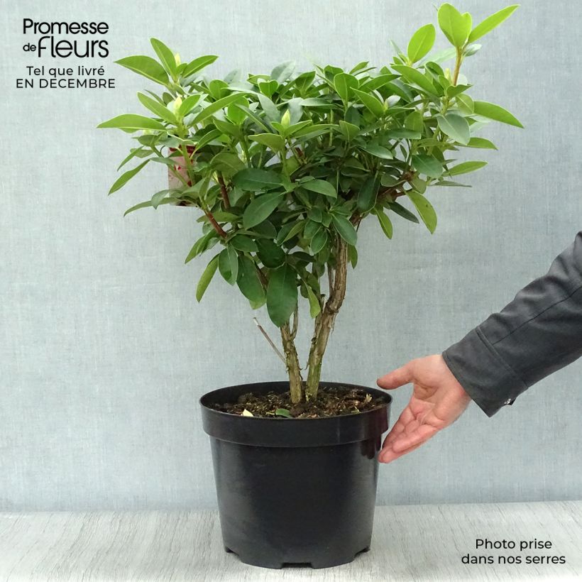 Rhododendron Albert Schweitzer en pot de 7,5L/10L sample as delivered in winter