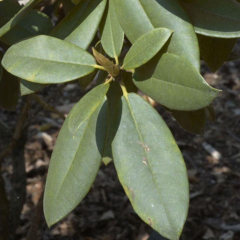 Rhododendron Anna Rose Whitney (Foliage)