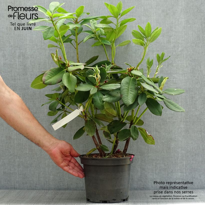 Rhododendron Anna Rose Whitney 4L/5L pot sample as delivered in summer