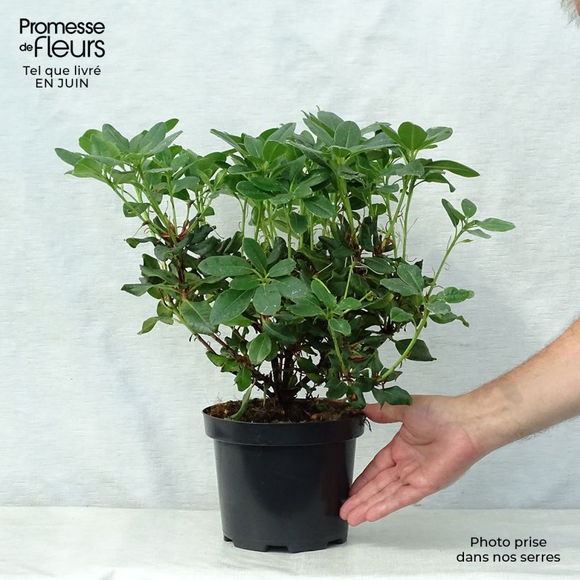 Rhododendron Baden-Baden 2L/3L pot sample as delivered in summer