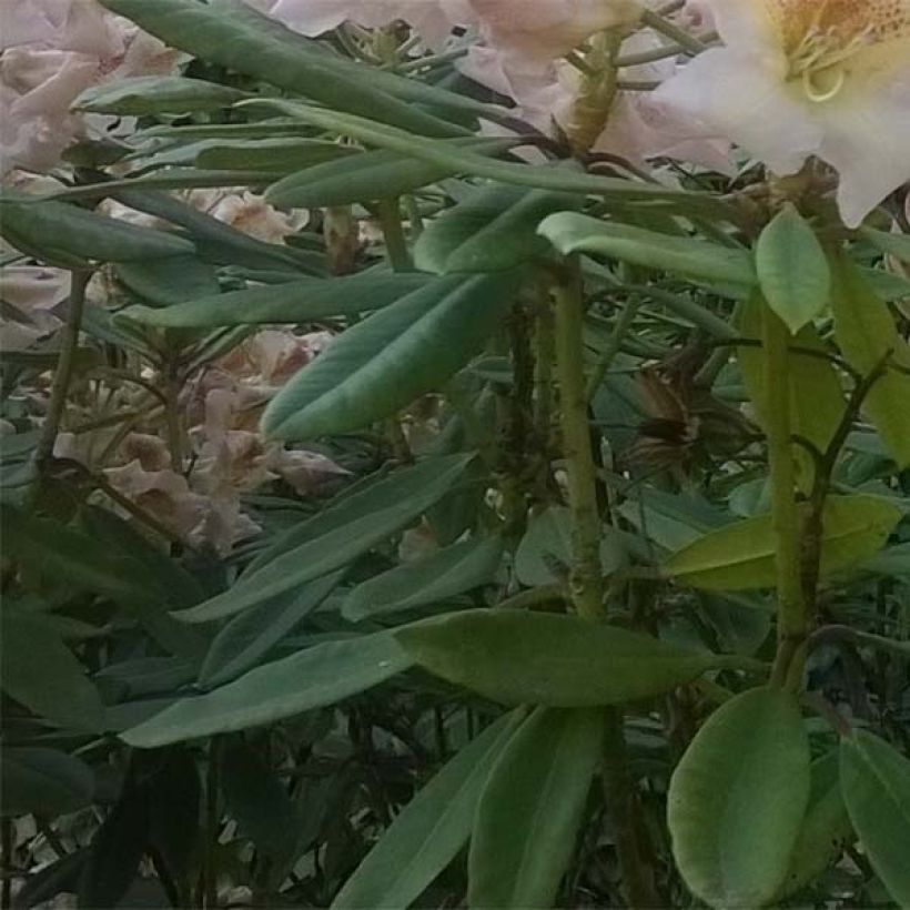 Rhododendron x yakushimanum Bernstein (Foliage)