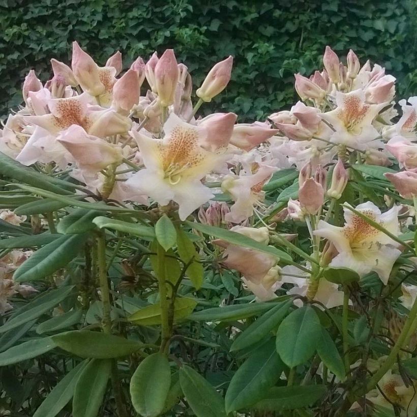 Rhododendron x yakushimanum Bernstein (Flowering)