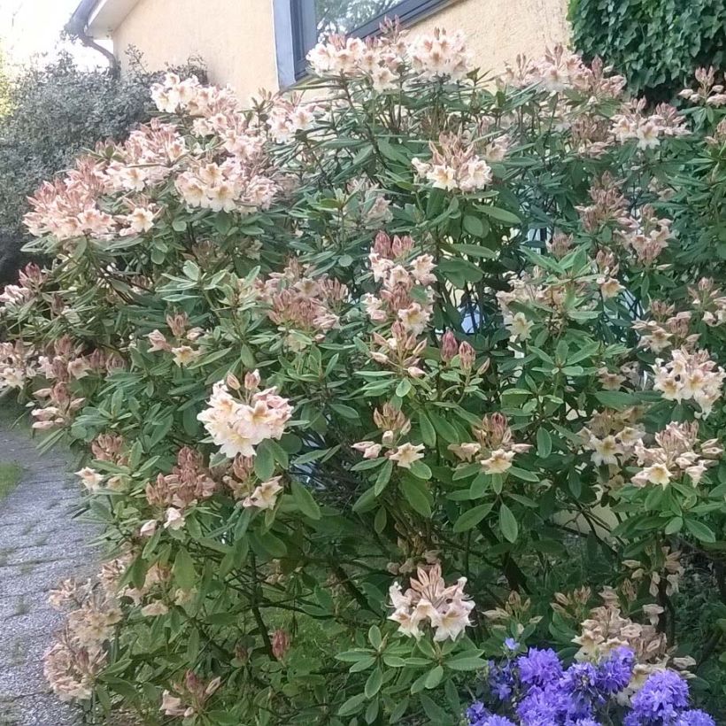 Rhododendron x yakushimanum Bernstein (Plant habit)