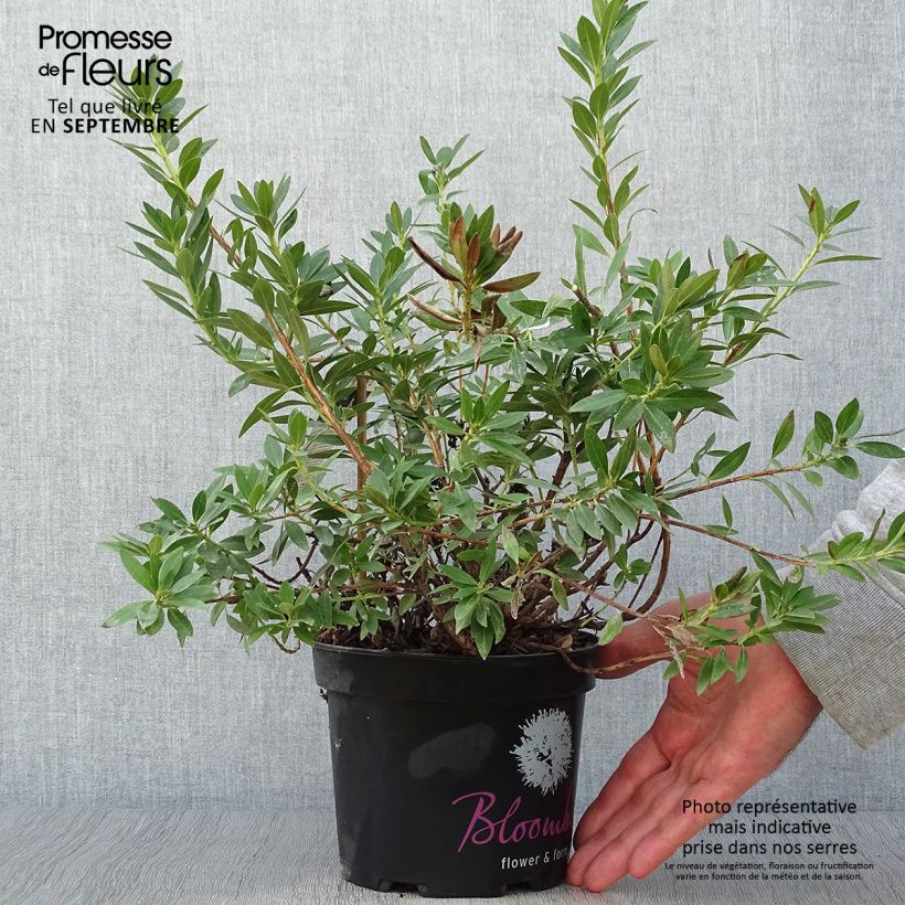 Rhododendron Bloombux Pot de 2L/3L sample as delivered in autumn