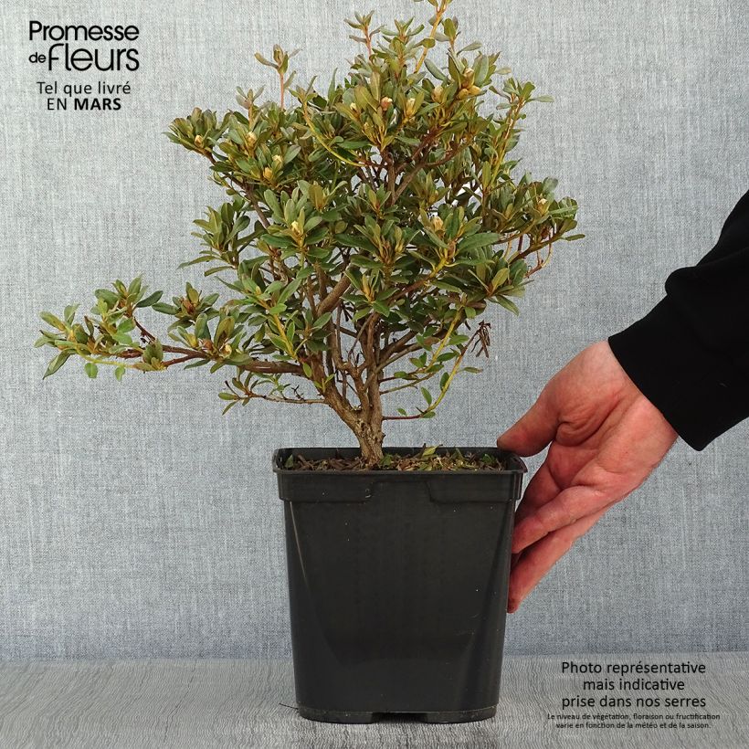 Rhododendron Blue Silver - Rhododendron nain Pot de 3L/4L sample as delivered in winter