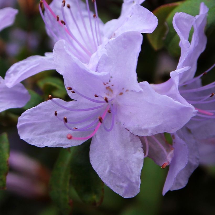 Rhododendron x impeditum Blue Tit (Flowering)