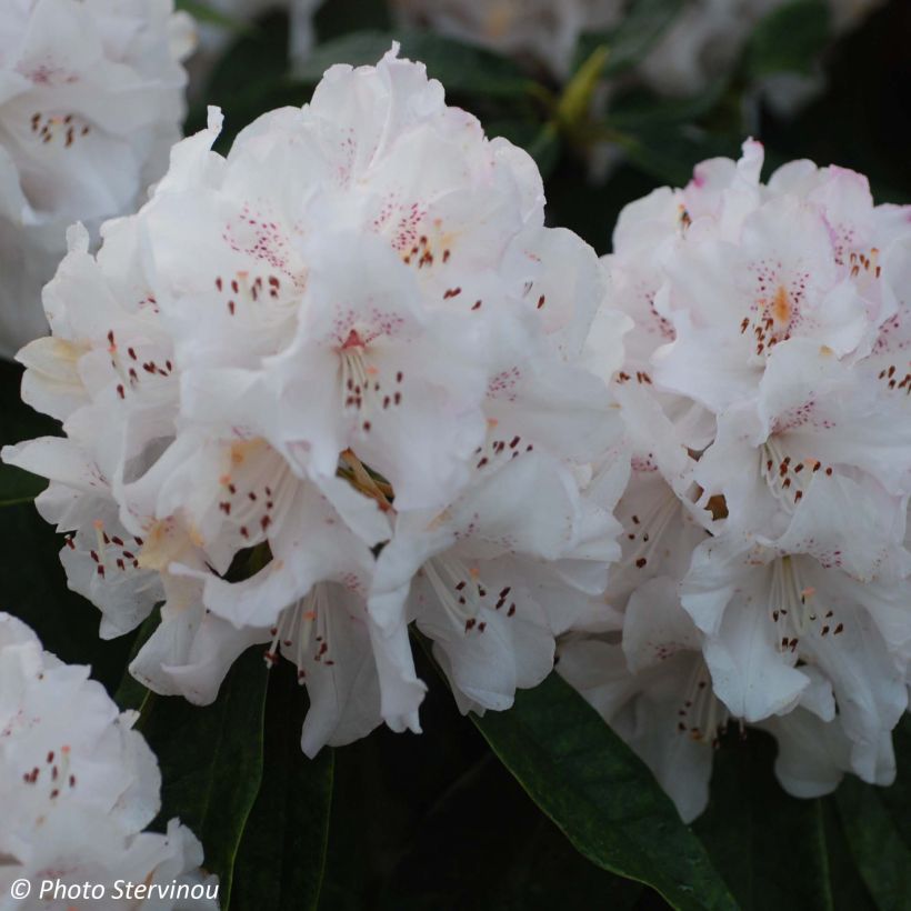 Rhododendron Boddaertianum (Flowering)