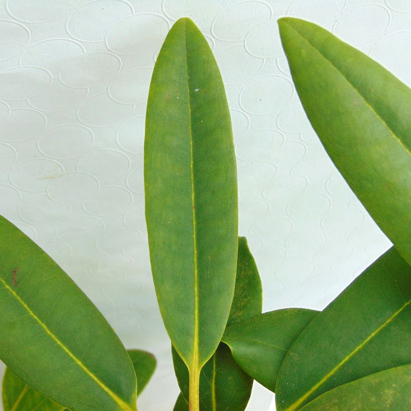 Rhododendron Calsap (Foliage)