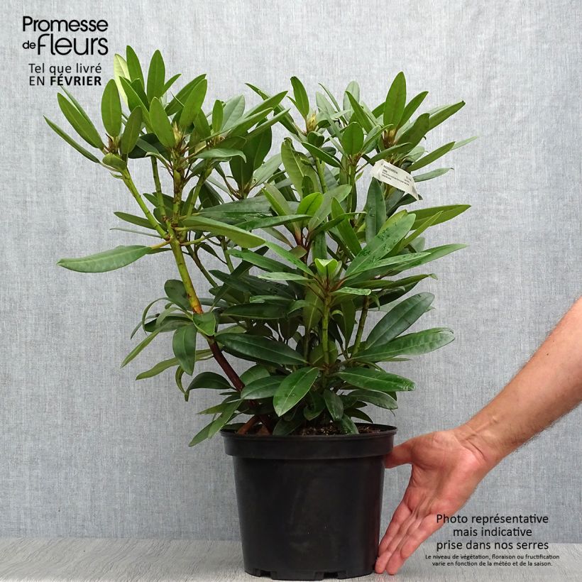 Rhododendron Calsap - Grand Rhododendron Pot de 4L/5L sample as delivered in autumn